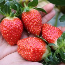 맛좋고 향좋은 산청 알찬 딸기 고당도 딸기 로얄 1kg, 상세페이지 참조, 로얄1kg