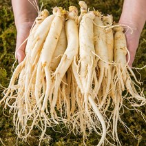 산지직송 세척인삼 4~5년근 수삼 원수삼 중 600g+추가증정100g/삼계탕재료증정