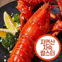 [활랍스타500g랍스터바닷가재] 싱싱특구 자숙 랍스타 (냉동), 700~800g, 1마리