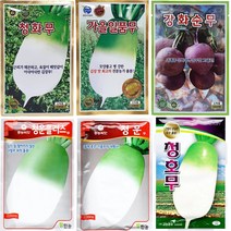 가을무씨 김장 무 씨앗, 청화무 500립