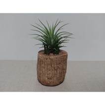 스톤나무 틸란드시아 이오난사 화분 거치대