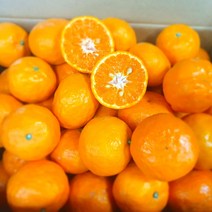 [신품종 만감류] 초고당도 제주 산지직송 카라향 설국향 가정용, 로얄과 3kg, 1개