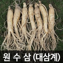 청명네이처 금산인삼 수삼(원수삼) 대삼계(750g)(21~30뿌리), 1개, 750g
