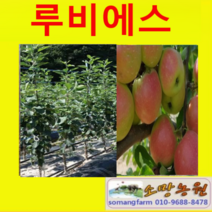 (SR소망)신품종 미니사과 루비에스 접목3년(분) 1그루, 1개