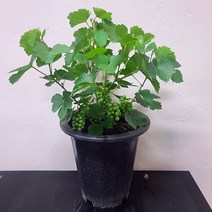 머루포도나무 포도나무묘목 유실수 나무 키우기 22, 1개