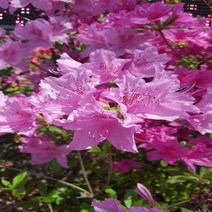 [새싹에서나무까지] 철쭉 (영산홍 자산홍 백철) (키30cm전후) 10주, 자산홍(분홍색)