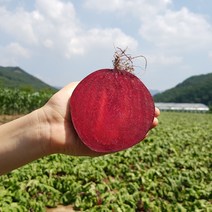 FRESH 국내산 무농약 유기농 비트, 1박스, 5kg