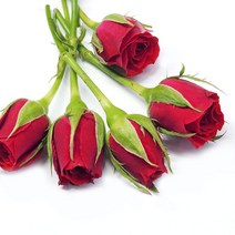 야채24닷컴 미니장미 생화 1팩 (5송이), 1개