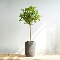 플라워바인 대형 드라코 빈티지다크그레이화분 개업식 사무실이전 승진축하선물, 추가+3천원, 바퀴형+8천원