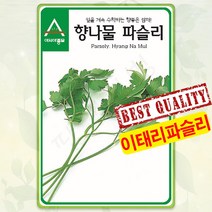 이태리 파슬리 씨앗 1000립 이탈리안 종자 씨 쌈채소 봄 여름 가을 파종 파슬리씨 AS