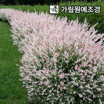 삼색버드나무 셀릭스 샐릭스 활엽수 가림원예조경, 플라밍고 셀릭스 120L포트(2개세트)