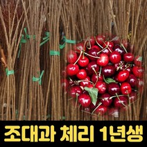 체리나무묘목 1년생 조대과 과일나무 특묘 과실수, 1개