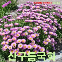 산구름국화(큰얼굴미니아스타) 핑크 씨앗 200립
