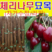 (G소망)자가수정 체리(라핀)묘목(접목2년) 1그루