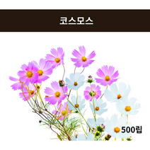코스모스 씨앗 (500립) 꽃씨앗 분꽃씨앗 나팔꽃씨앗, 1개