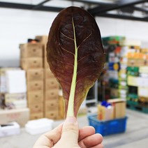 치콘 300g 쌈채소 가락시장 직송