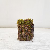 온누리농원 나무돌단풍 공기정화식물 반려식물