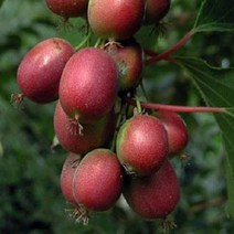 착한가격 나무생각 켄스레드다래 삽목2년*포트묘(5주묶음)