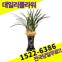 철골소심 동양란 난 개업화분 승진축하 영전 난배달