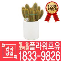 금황환군생 선인장 다육 개업화분 대형 전자파차단 꽃배달 화분배달 이사선물 축하선물