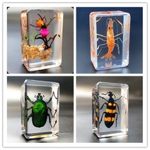 곤충표본/곤충박제 과학시간 과제/교육용 4.4cm, 청록색 치마 물고기