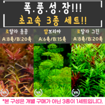 [비바소녀] 폭.풍 성.장 로탈라 홍콩 로탈라 그린 암브리아 3종세트(A_22촉/B_55촉), B set(55촉_그린20홍콩20암브15)
