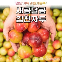 김천농협 새콤달콤 대석자두 80g 11개 2팩, 4팩