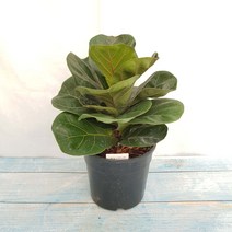 무지개정원 떡갈고무나무 화분 30-40cm