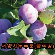 서양자두(푸룬)3년결실주 1그루 나무 묘목 과실수 유실수 과일나무