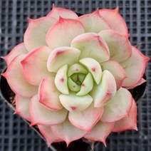 색감끝내주는 다육 6종 모아보기, 5번-아기네스빈