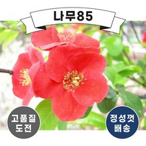 (나무85) 명자 키 60cm 내외 ( 2주묶음 )