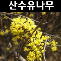 산수유 나무 묘목 실생2년 뿌리 특묘5개/정원수 조경수, 5개