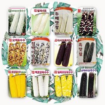 옥수수종자 씨앗 12개품종, 7.흑마1호30g