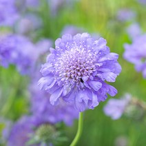 [모야모 꽃씨] 미니솔체꽃 블루 10립 씨앗 가을파종 봄파종, 1개