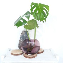 *쟈스민 식물* 몬스테라 핑크 아몬드화병 수경재배set, 핑크 아몬드 화병 몬스테라 수경재배