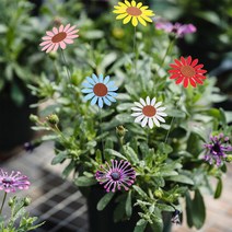 테라스 5PCS Flowe 말뚝 야외 마당 화분 꽃 냄비 침대 정원 장식 소품 예술 용품 액세서리