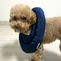 고양이 강아지 반려동물 피부 상처 보호 수술 후 넥카라 쿠션 핥는 습관 교정, 기본