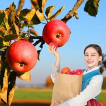 욜케이유 부사 꿀 사과 맛있는 정품 못난이 주스용 가정용 흠집 경북 충주 거창, 가정용 소꼬마과 29-33과 5kg