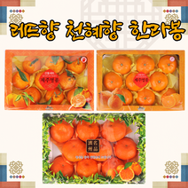 제주 한라봉 레드향 천혜향 감귤 귤 노지감귤 3kg 5kg, 5.제주감귤 5kg L사이즈