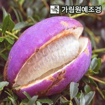 으름나무 대과종 유실수 가림원예조경, 홍화으름(대과종) 결실주, 1개