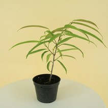 알리고무나무 10cm 소형포트