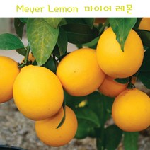 [메이어키우기] 나만의레몬 마이어레몬키우기 Meyer Lemon 레몬나무 집안에서 키우는 난쟁이레몬