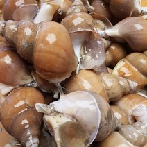 포항 자연산 백골뱅이(급냉) 소 1KG ( 50미내외 ), 단품