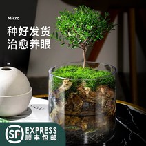 비바리움 테라리움 이끼 만들기 DIY 분재 사육장 반려 실내 사 실 경재배에서 작은 을 키우는, 중단 블루스톤 구리 향, 화분에 좋은