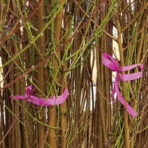 천중도 복숭아 묘목 최소구매2개 (청아원예조경), 천중도 상묘