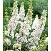 붓들레아-화이트 8cm포트(3개) 노지월동 여러해살이 천지가야생화