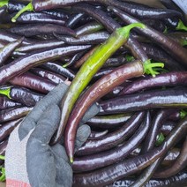 농랑부랑 미인고추 가지고추 미인보라고추 특 500g 1kg 4kg