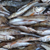 국내산 민물고기 1kg 민물잡어 자연산 민물잡고기 눈치 피래미 모래무지 민물고기백화점, 국내산 잡고기(눈치) 1kg