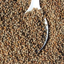 국산들깨100% 볶은 통들깨 탈피 거피 통들깨가루 500g, 볶은통들깨500g