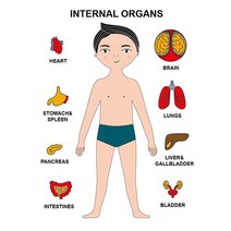고급 퍼즐 몬테소리 인체 퍼즐 장난감 어린이 소녀 소년 유치원 나무 보드 게임 학습 부품 교육 완구, 04 Boy-AW147C